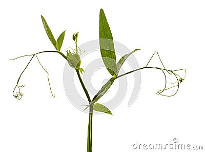 Lathyrus flower tendrils Stock Photo