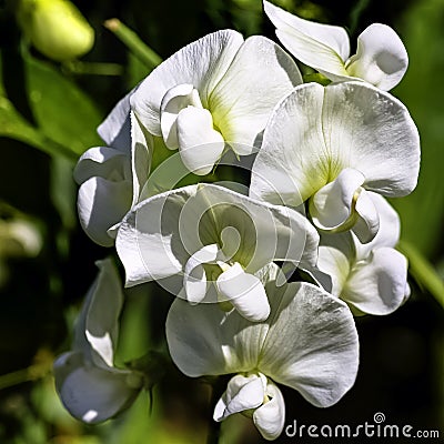 Lathyrus odoratus known as sweet pea in British park - London, UK Stock Photo