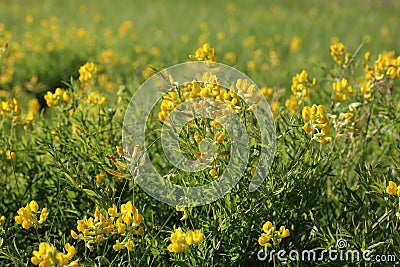 Lathyrus pratensis. Meadow peavine on a Sunny day Stock Photo