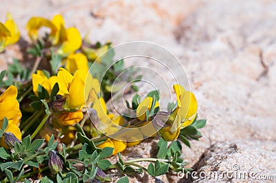 Lathyrus pratensis or meadow on stone... Stock Photo