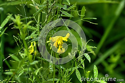 Lathyrus pratensis. Wild flower. Stock Photo