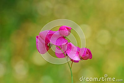 Lathyrus tuberosus , tuberous pea flower , flora Iran Stock Photo