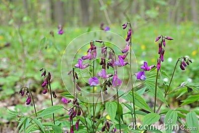 Lathyrus vernus blooms in spring in the forest Stock Photo