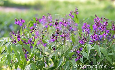 Lathyrus vernus (spring vetchling or spring pea) Stock Photo