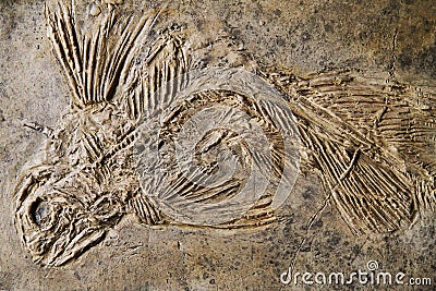 latimeria fish fossil Stock Photo