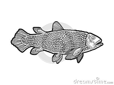 Latimeria fish sketch vector illustration Vector Illustration