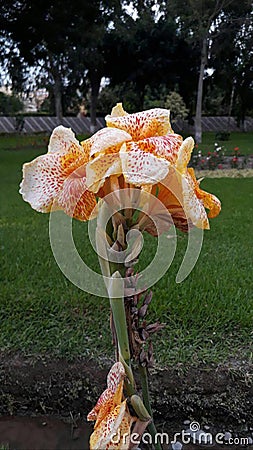 Latin Flowers Senkor Stock Photo