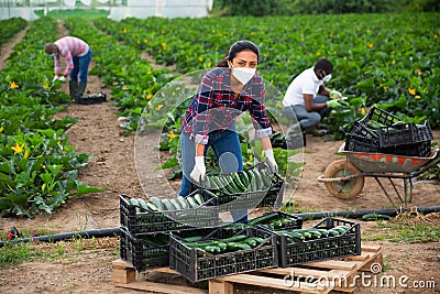 Latino female farmer in protective mask stocking boxes with zucchini Stock Photo