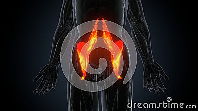 male human latissimus dorsri muscle anatomy. 3d render Stock Photo