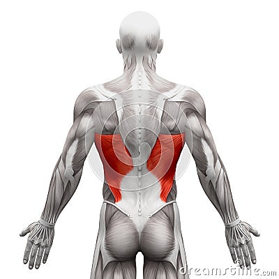 Latissimus Dorsi - Anatomy Muscles isolated on white - 3D illustration Cartoon Illustration