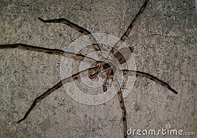 Latrodectus geometricus theridiidae animalia arthropoda Stock Photo