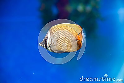 Latticed butterfly fish Stock Photo