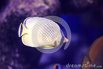 Latticed butterflyfish Stock Photo