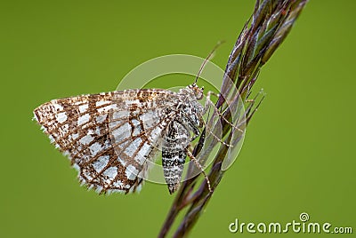 Latticed Heath - Chiasmia clathrata Stock Photo