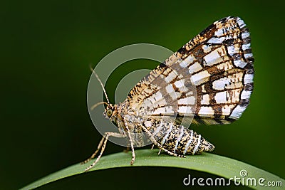 Latticed heath, Chiasmia clathrata, is a moth of the family Geometridae. Beautiful nigt butterfly sitting on the green grass leave Stock Photo