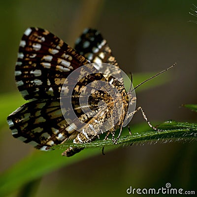 Latticed heath, Chiasmia clathrata is a moth of the family Geometridae Stock Photo