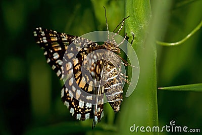 Latticed heath, Chiasmia clathrata is a moth of the family Geometridae Stock Photo