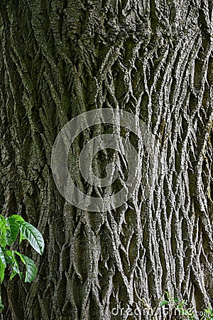 Latticework Pattern, Ash Tree Bark Stock Photo