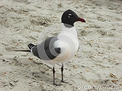 Laughing adult gull walking on a sand beach. Black ,white and red beak gull Stock Photo