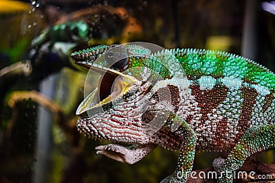 A laughing chameleon, with its mouth open, is angry on a branch. A large chameleon is bright, green in color. Stock Photo