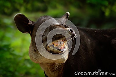 Laughing cheery tapir with open muzzle in nature. Central America Baird\'s tapir, Tapirus bairdii, in green vegetation. Close-up Stock Photo