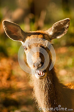 The laughing deer Stock Photo