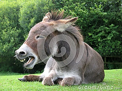 Laughing donkey Stock Photo