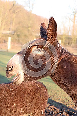 Laughing donkey Stock Photo