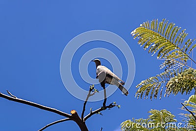 Laughing dove Spilopelia senegalensis seating on the Flame tree Delonix regia, Tenerife, Canary islands, Spain - Image Stock Photo