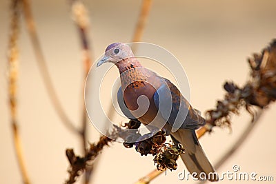 The laughing dove Spilopelia senegalensis sitting on the dry branch with brown background Stock Photo