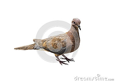 The laughing dove Spilopelia senegalensis on a white background Stock Photo