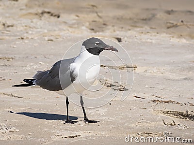 Laughing gull standing Stock Photo