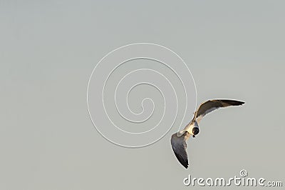 Laughing Gull turning toward dune Stock Photo