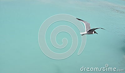 Laughing Gull with Wings Extended in Flight Stock Photo
