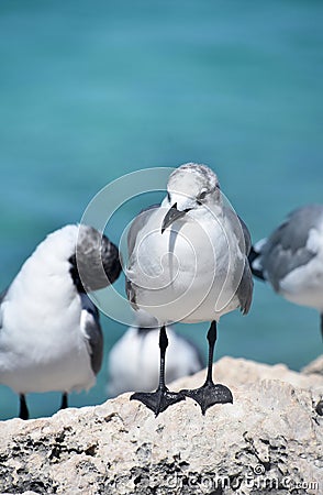 Laughing Gulls Perched on a Rock Above the Ocean Stock Photo