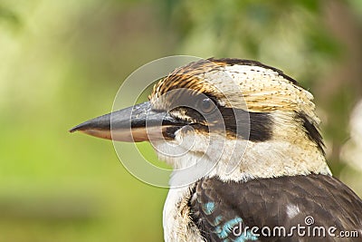 Laughing Kookaburra Stock Photo