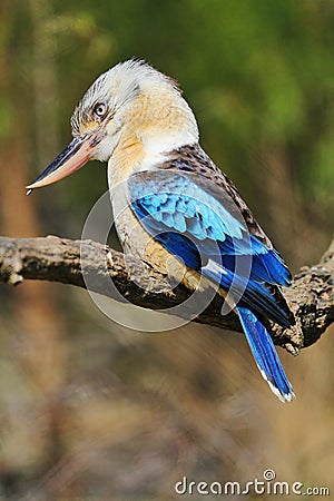 Laughing Kookaburra Blue-winged Stock Photo