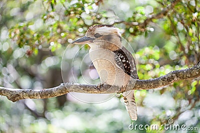 Laughing Kookaburra on blurred greenery background. Stock Photo