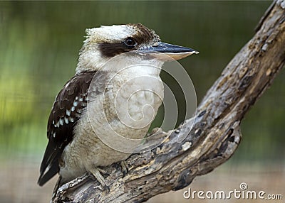 Laughing Kookaburra Stock Photo