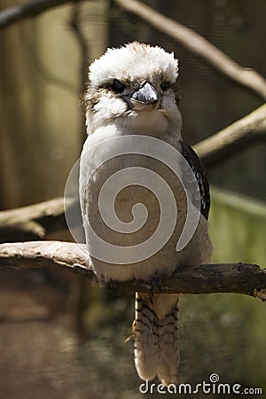 Laughing kookaburra (Dacelo novaeguineae) Stock Photo