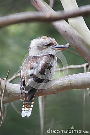 Laughing Kookaburra (Dacelo novaeguineae) Stock Photo