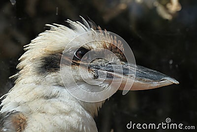 Laughing kookaburra (Dacelo novaeguineae). Stock Photo