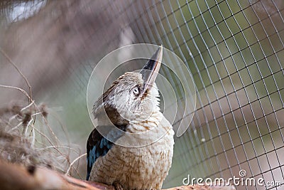 Laughing kookaburra (Dacelo novaeguineae). Wild life animal. Stock Photo