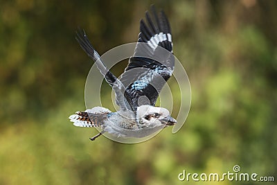 Laughing Kookaburra in flight Stock Photo