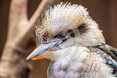 Laughing kookaburra Stock Photo