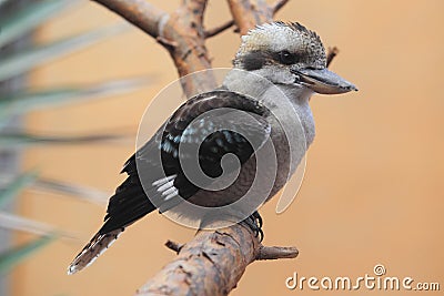 Laughing kookaburra Stock Photo