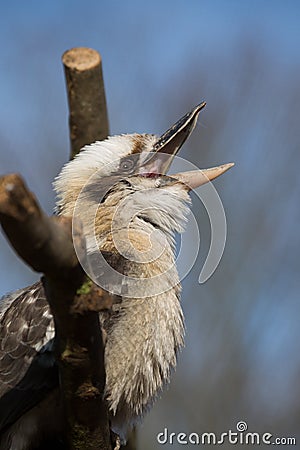 Laughing Kookaburra Stock Photo