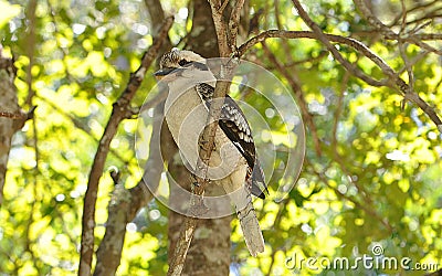 Laughing Kookaburra sitting in a tree Stock Photo
