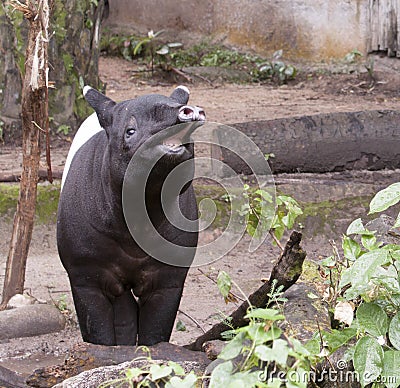 Laughing Malayan tapir Stock Photo