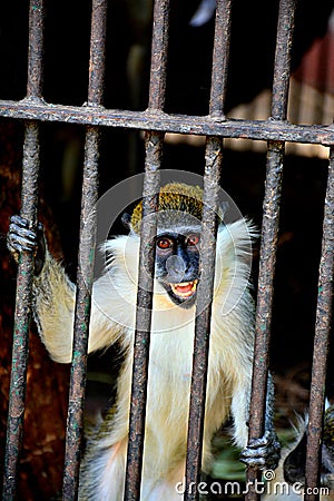 The Laughing Monkey Stock Photo